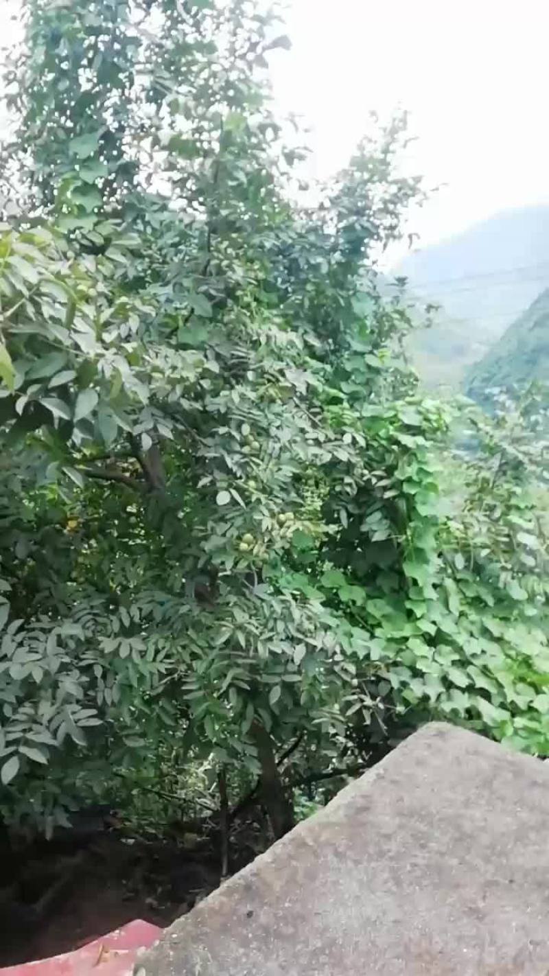 泡核桃价格实惠