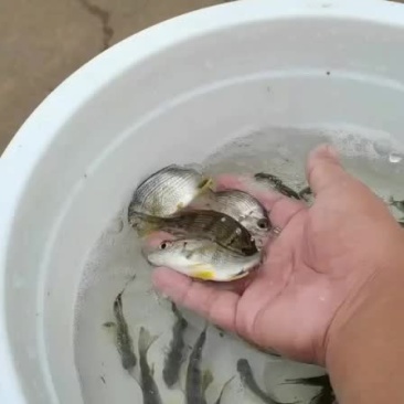 黄鲷苗
