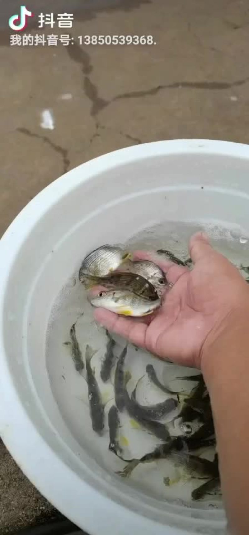 黄鲷苗