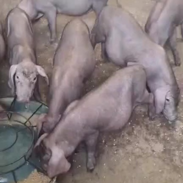 原种太湖母猪