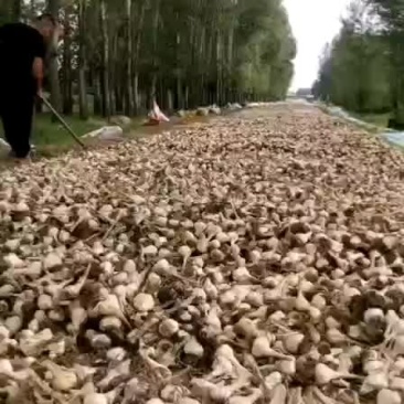 黑龙江大蒜