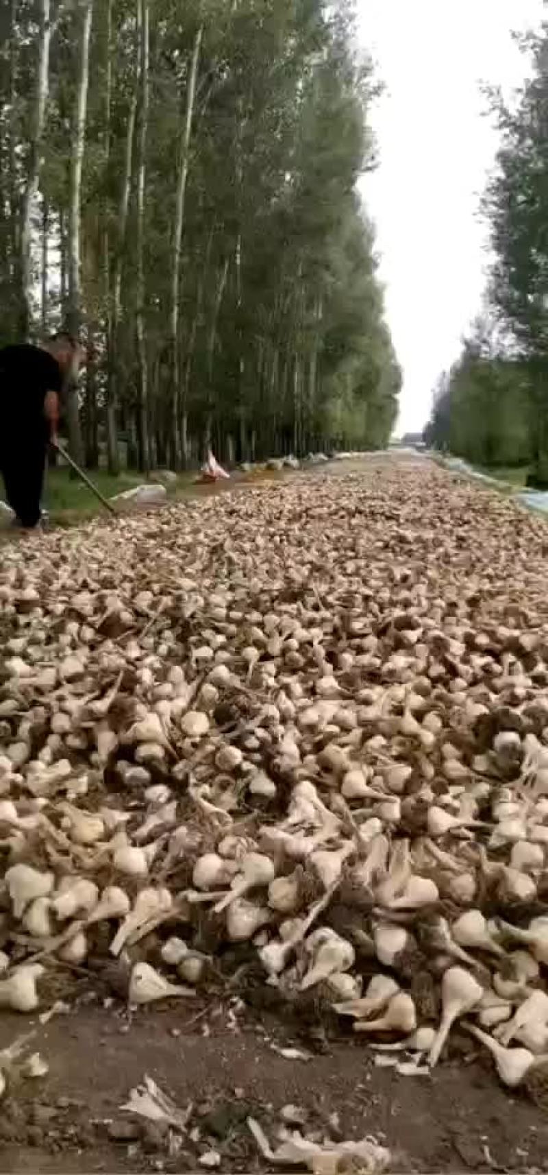 黑龙江大蒜