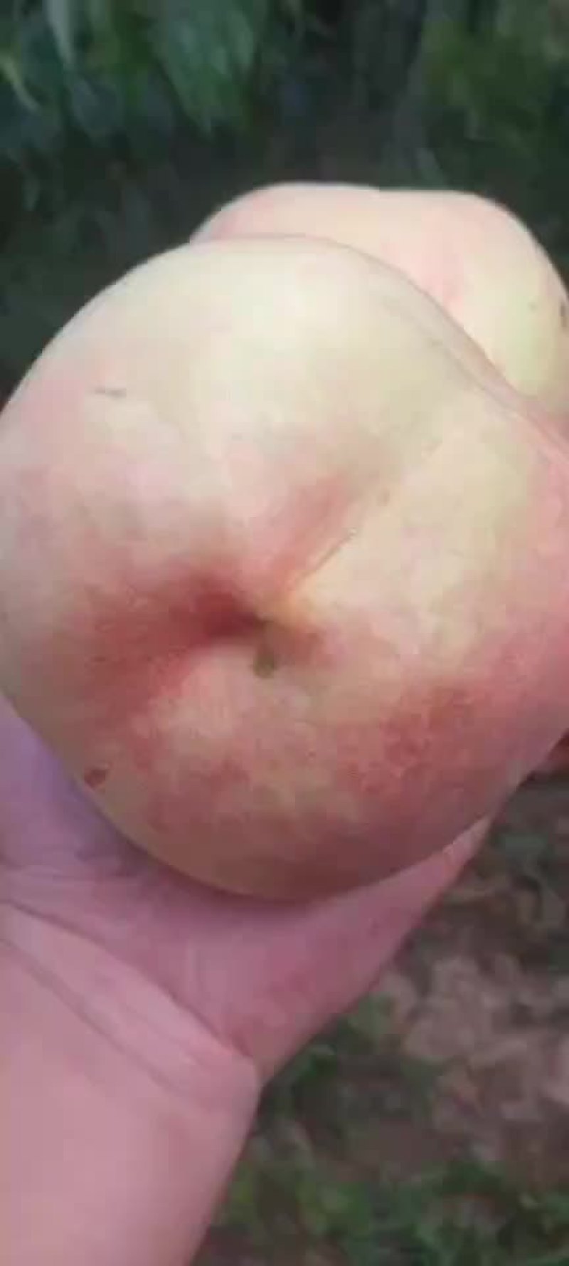 深州水蜜桃