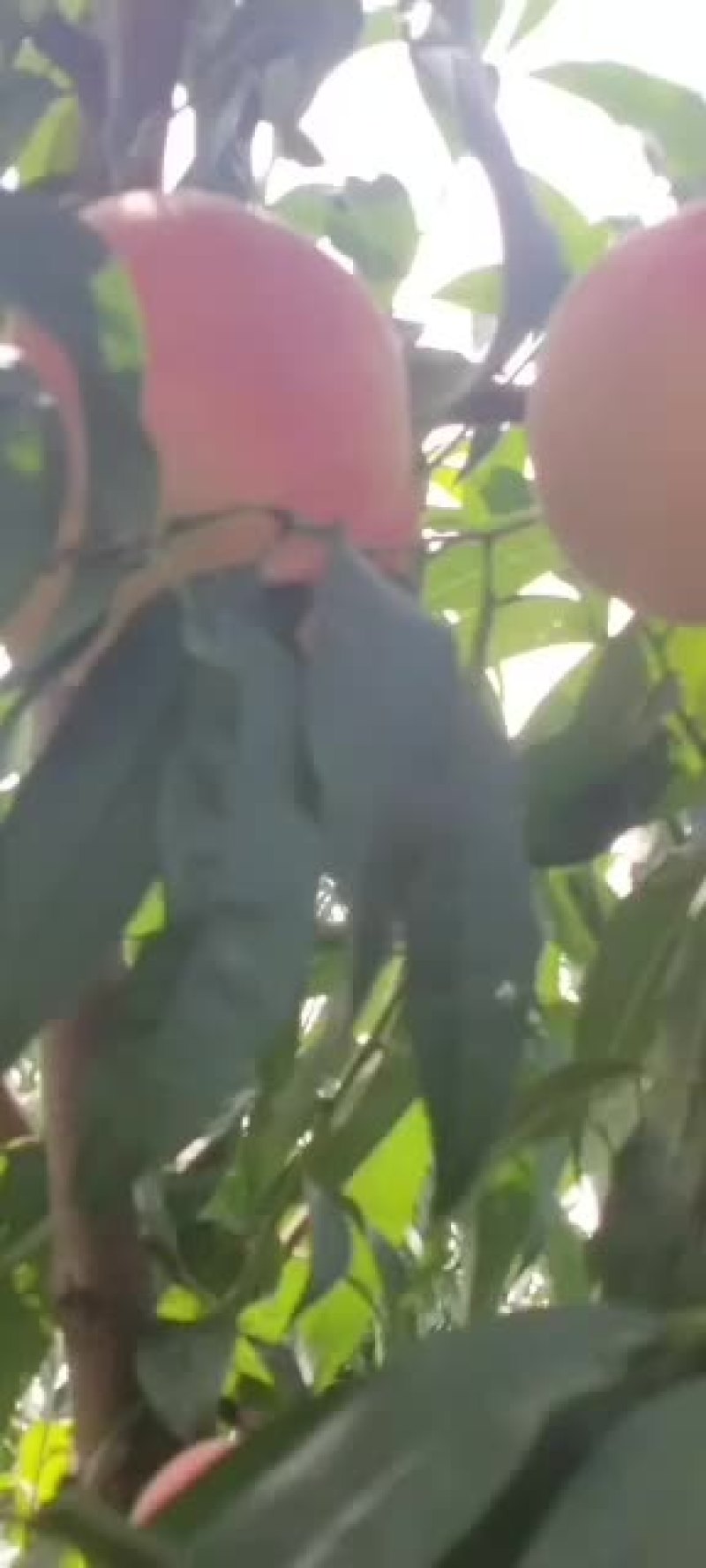 深州水蜜桃