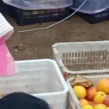 大红袍李子