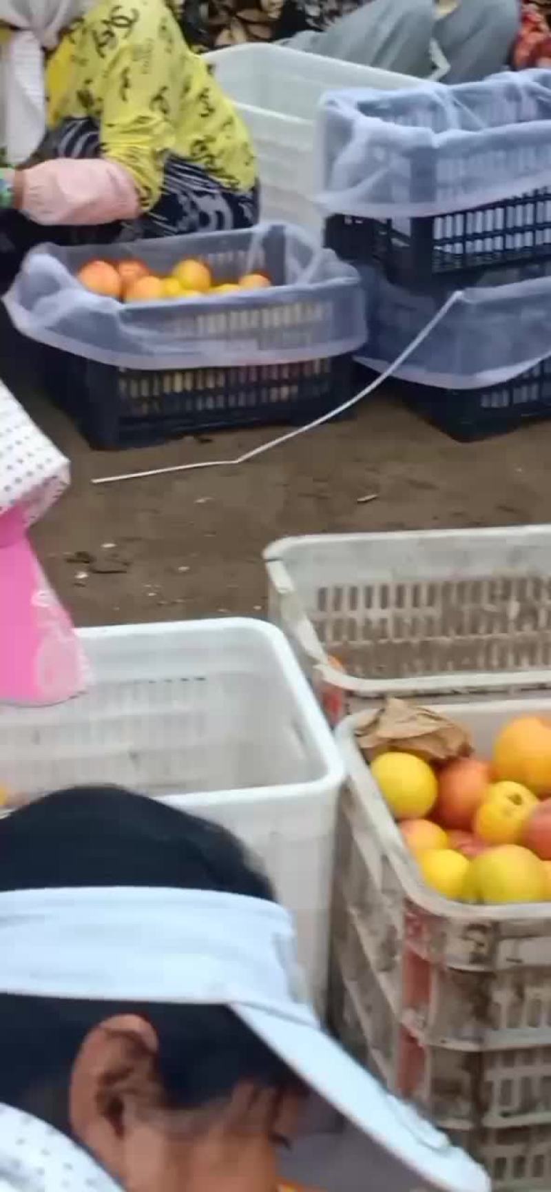 大红袍李子