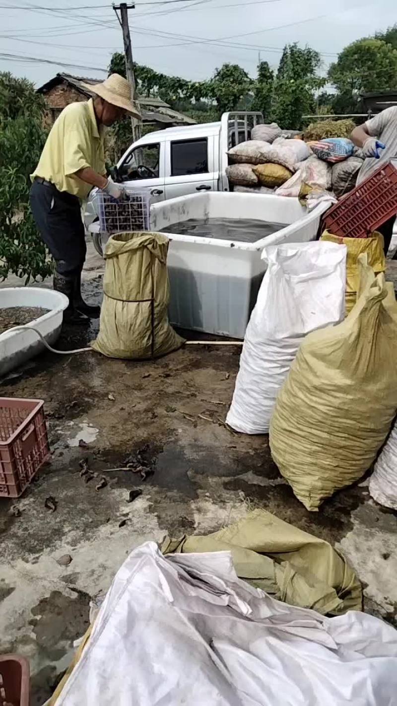 菱角