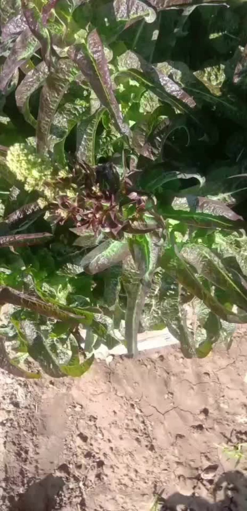 红笋各种红笋，各种价格，需要的老板请联系