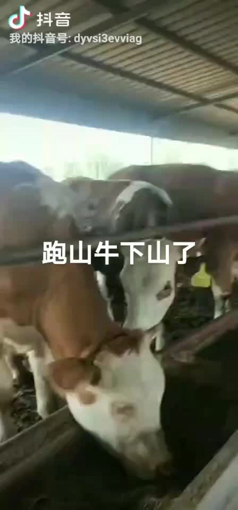 岀售品种牛西门塔尔21
