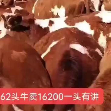 岀售品种牛西门塔尔21