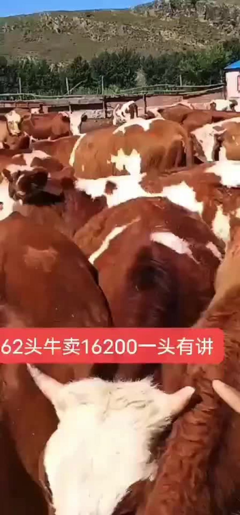 岀售品种牛西门塔尔21