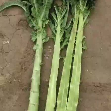 光杆莴笋