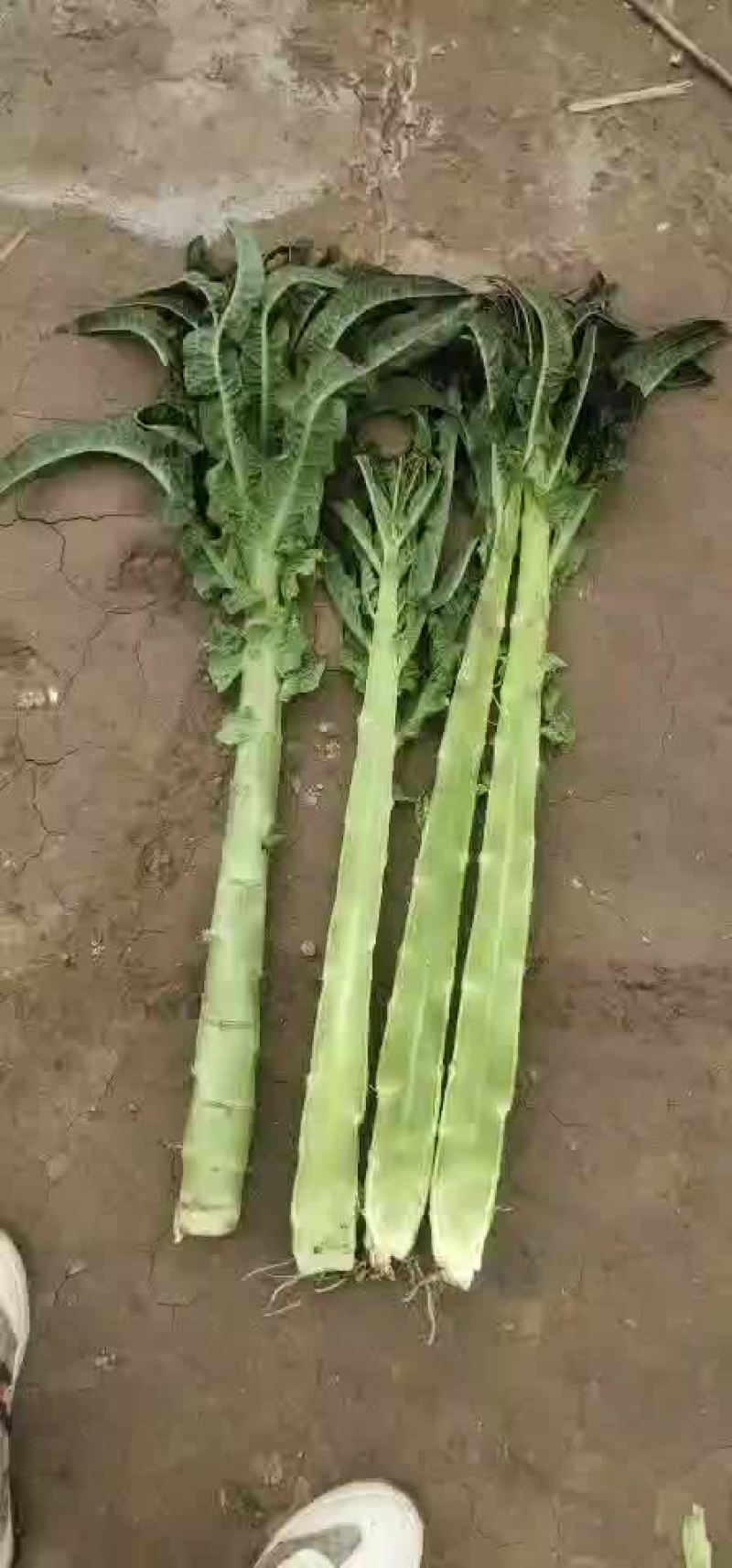 光杆莴笋