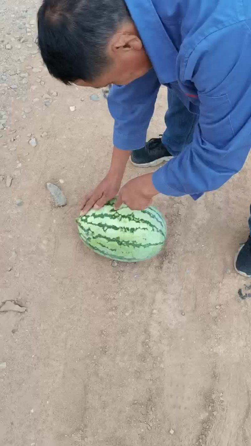 内蒙古西瓜大量上市代发全国，个头小甜度高，专业代办代发