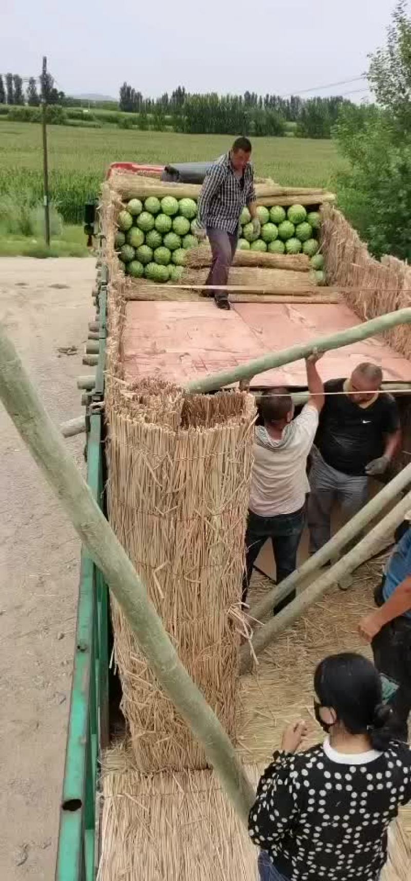 内蒙古西瓜大量上市代发全国，个头小甜度高，专业代办代发