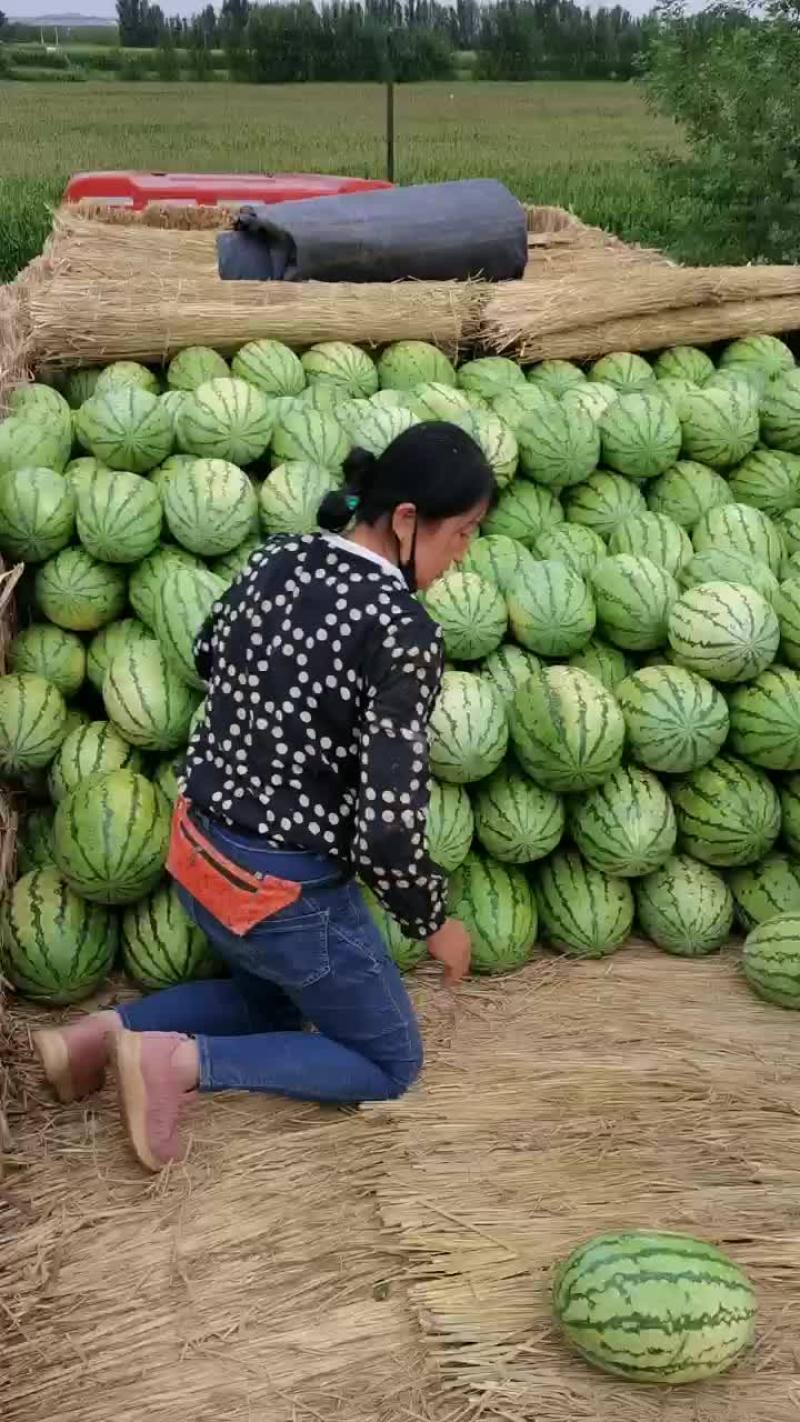 内蒙古西瓜大量上市代发全国，个头小甜度高，专业代办代发