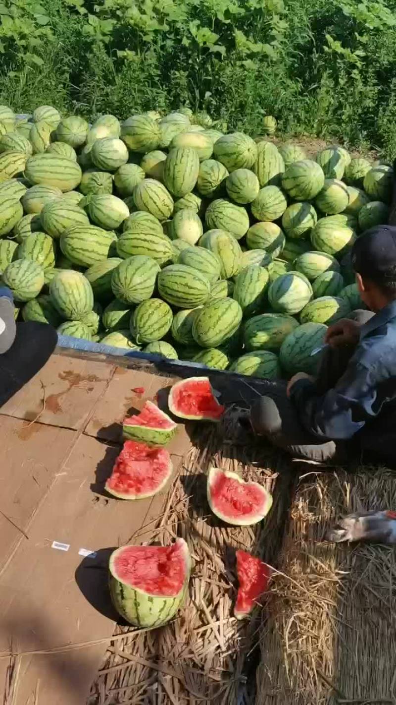 内蒙古西瓜大量上市代发全国，个头小甜度高，专业代办代发
