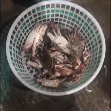 南通梭子蟹