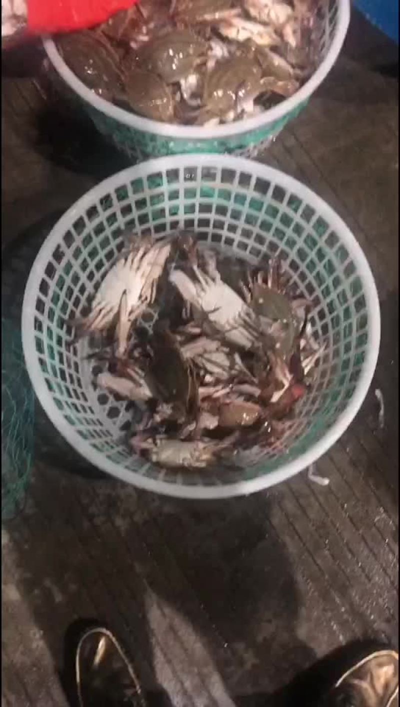 南通梭子蟹