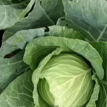 铁头