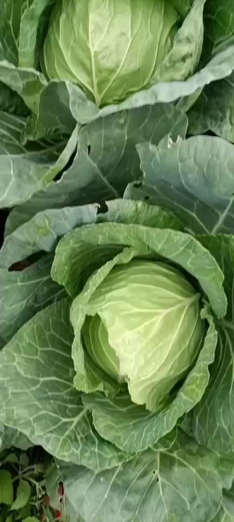 铁头