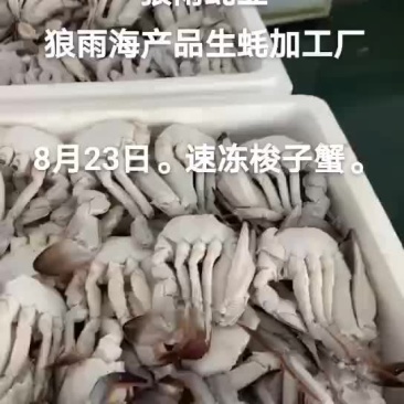 梭子蟹