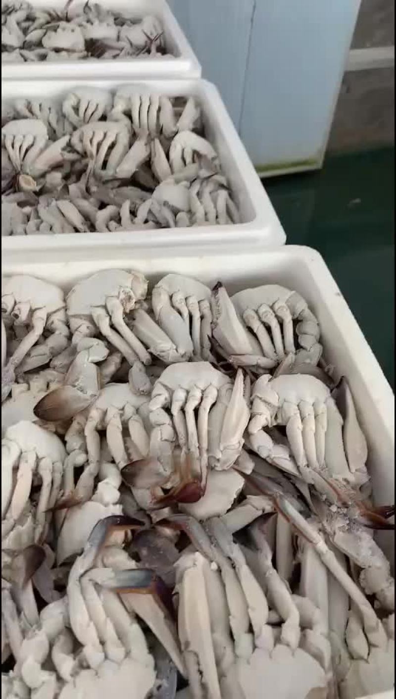 梭子蟹