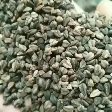 苦荞麦荞麦