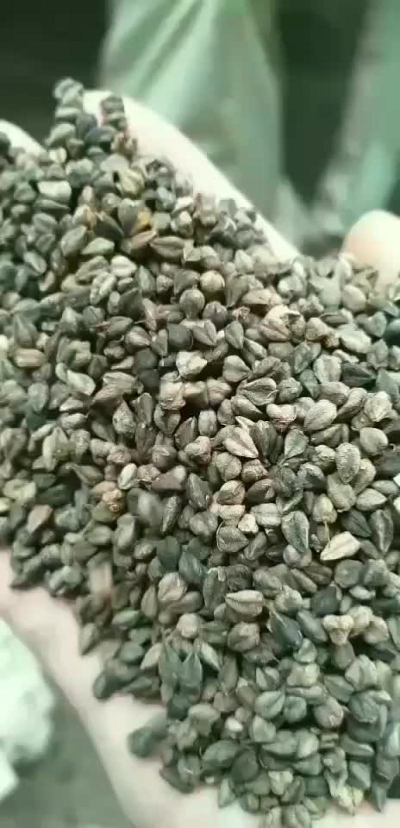 苦荞麦荞麦