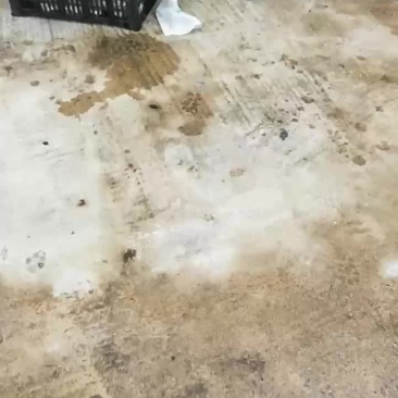 葡萄