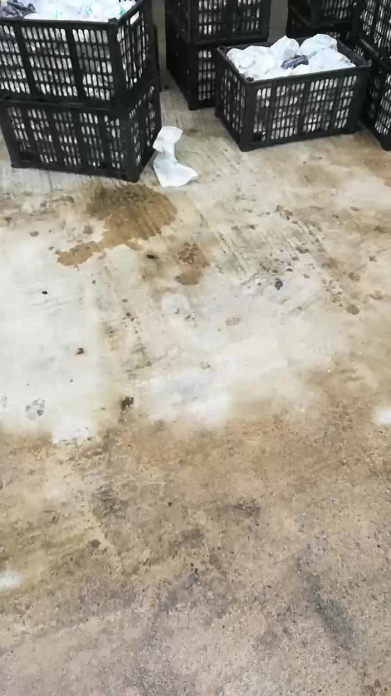 葡萄