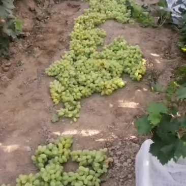 维多利亚葡萄