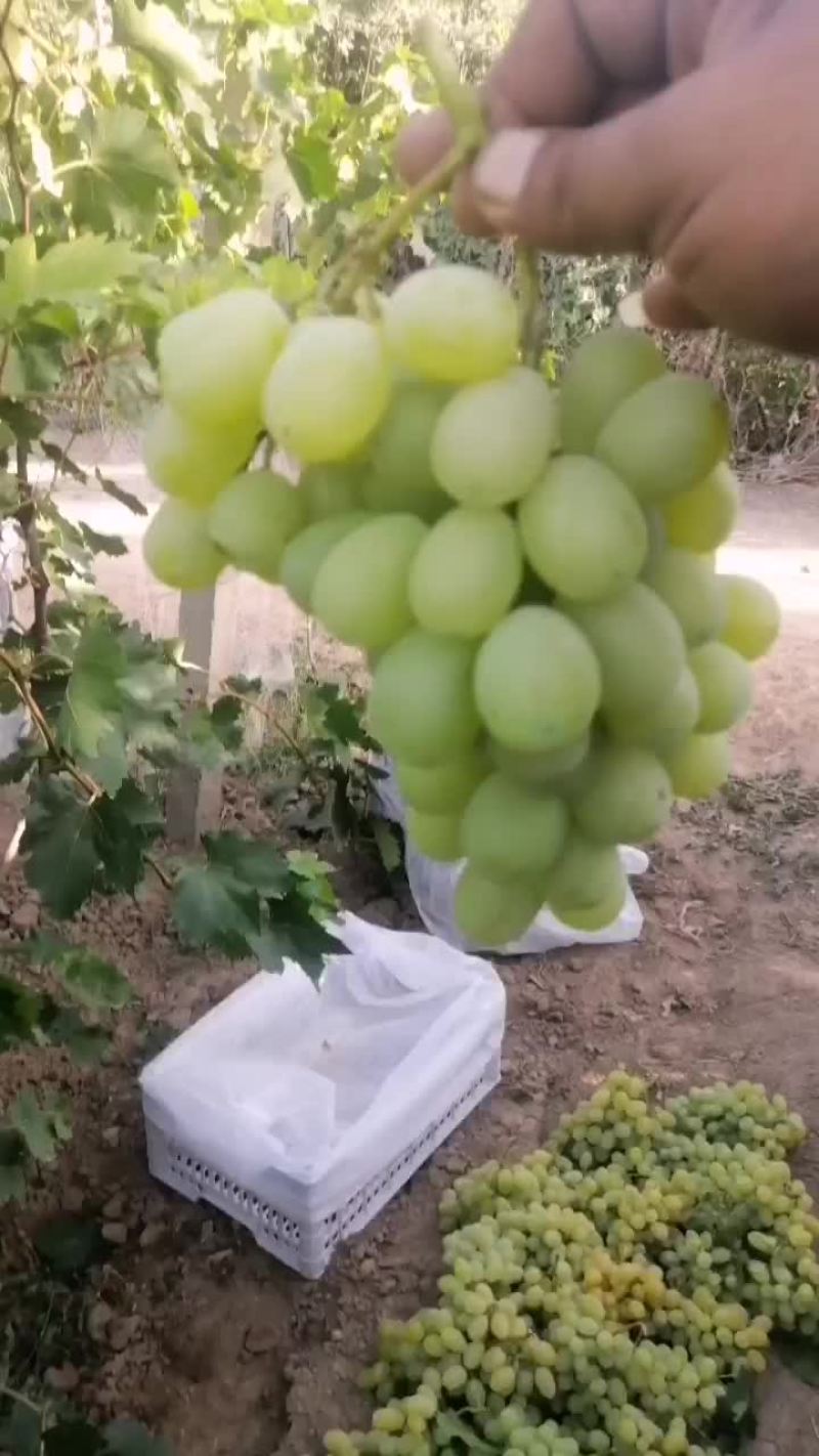 维多利亚葡萄