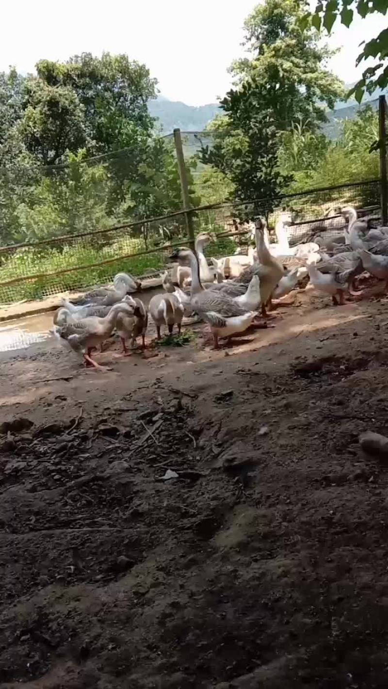 雁鹅