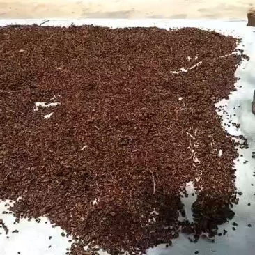 大黄（马蹄黄）