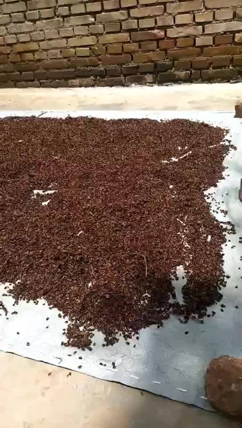 大黄（马蹄黄）
