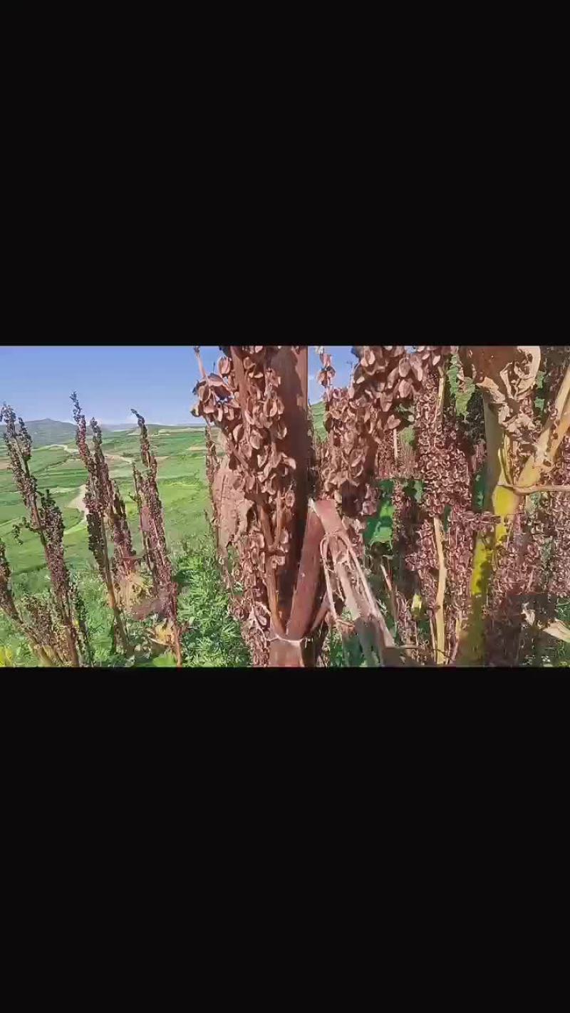 大黄（马蹄黄）