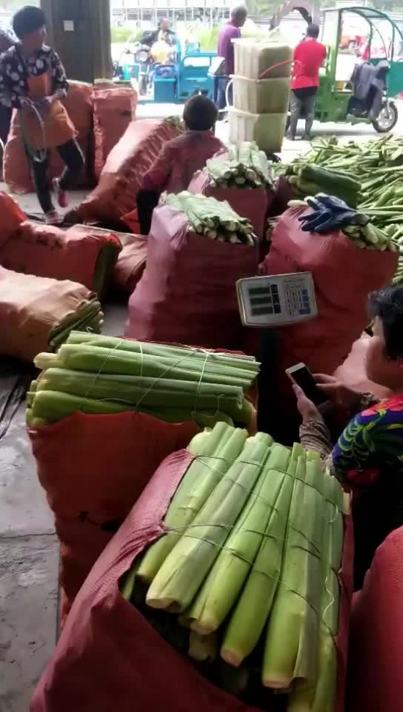 磐安高山茭白