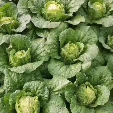 山地娃娃菜