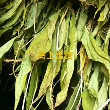 见血清有货