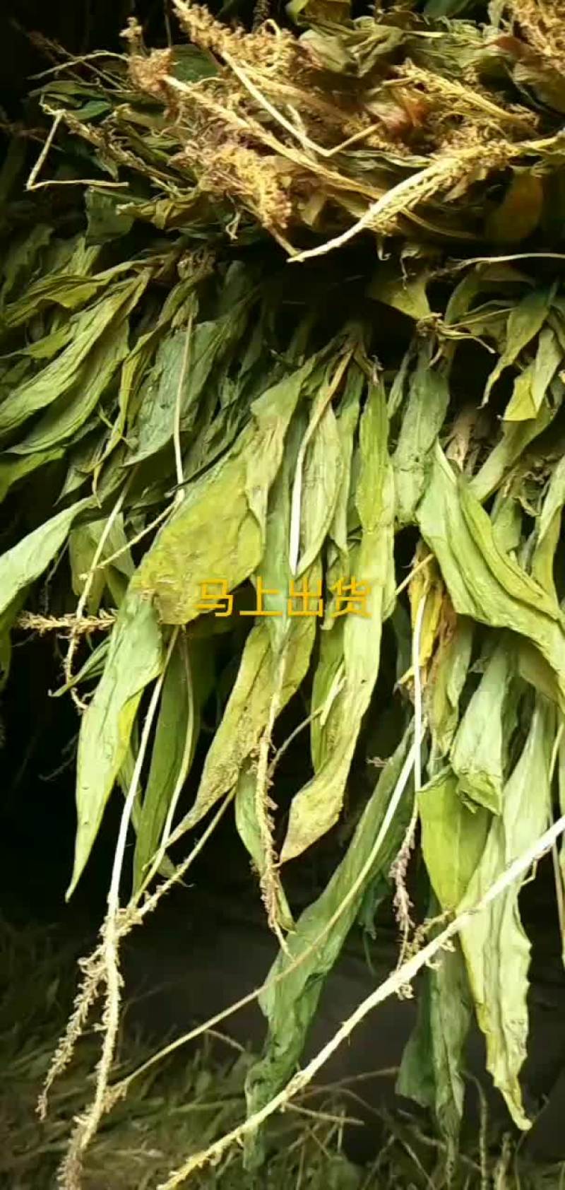 见血清有货