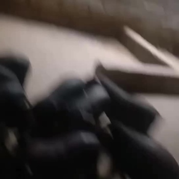 香猪