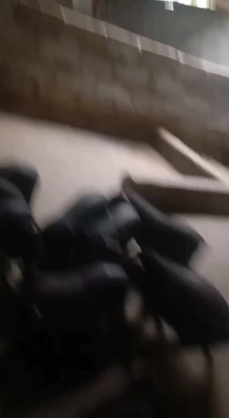 香猪