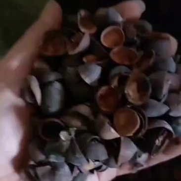 莲子壳