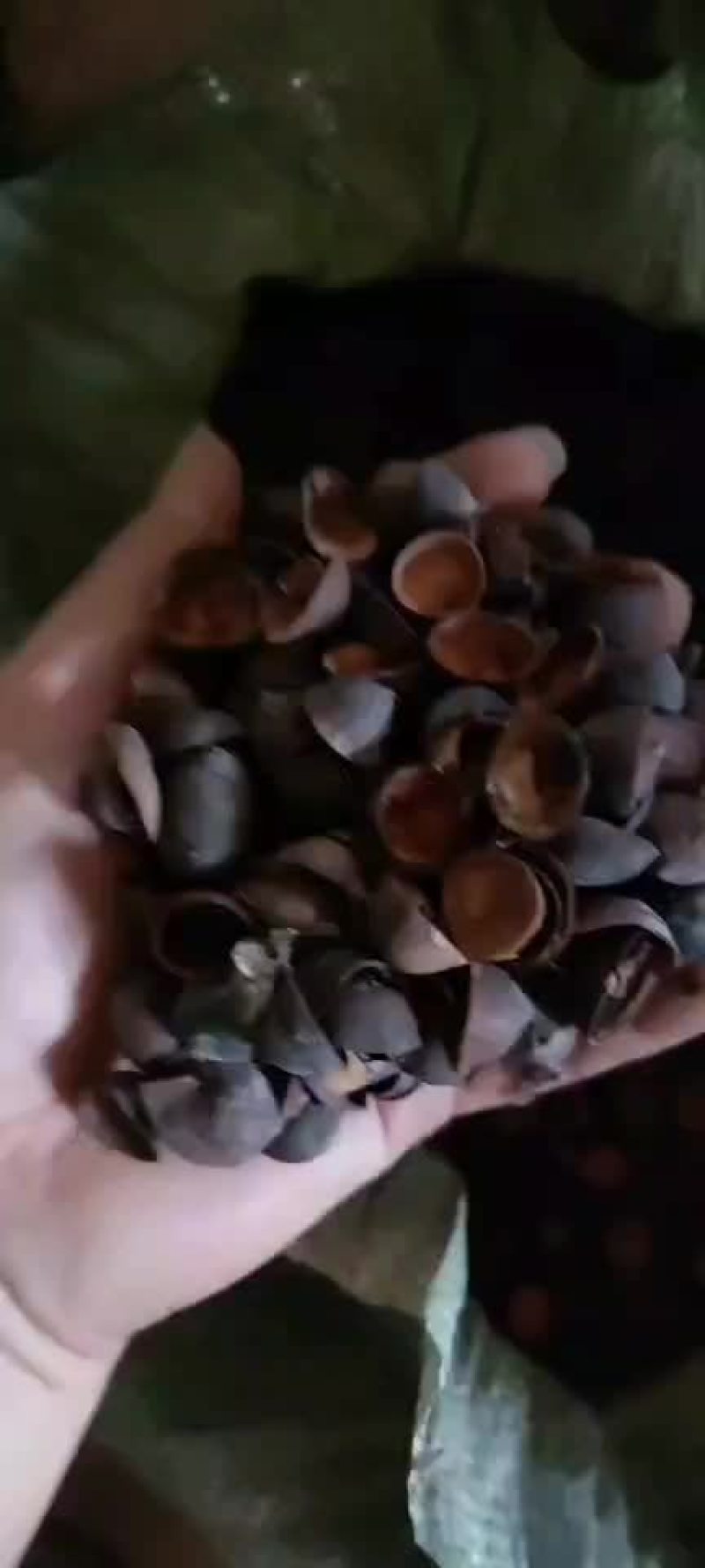 莲子壳