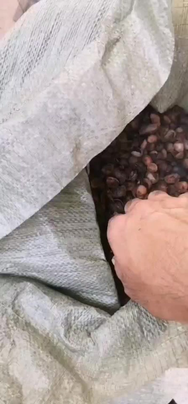 莲子壳
