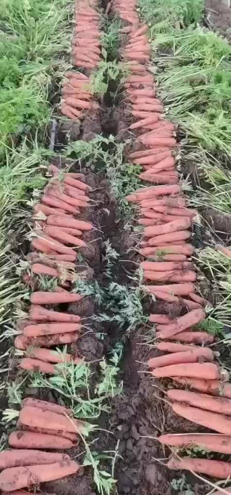 精品胡萝卜