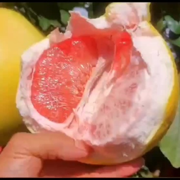 正宗梅州蜜柚农家自产新鲜水果，不催熟不打蜡