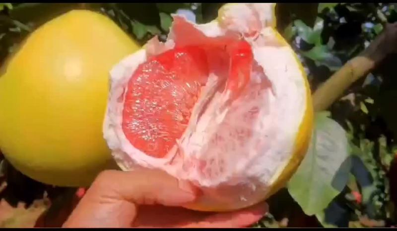 正宗梅州蜜柚农家自产新鲜水果，不催熟不打蜡