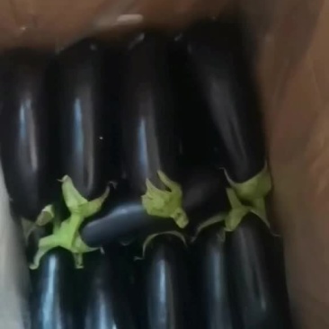 精品765烧烤茄子